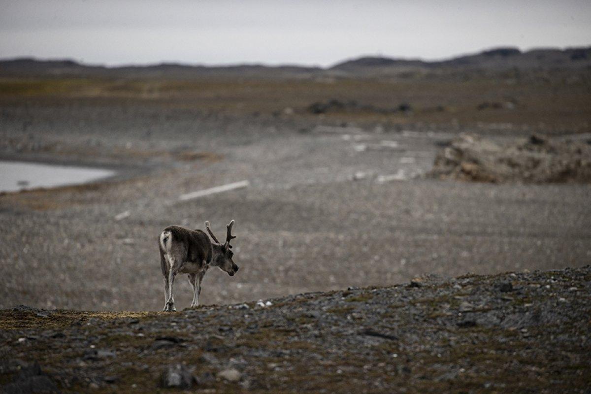 İklim değişikliği kutup canlılarının yaşamını tehdit ediyor