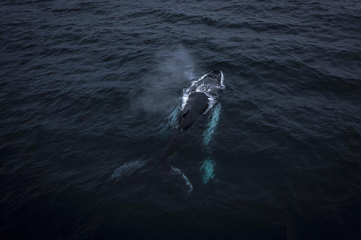 İklim değişikliği kutup canlılarının yaşamını tehdit ediyor