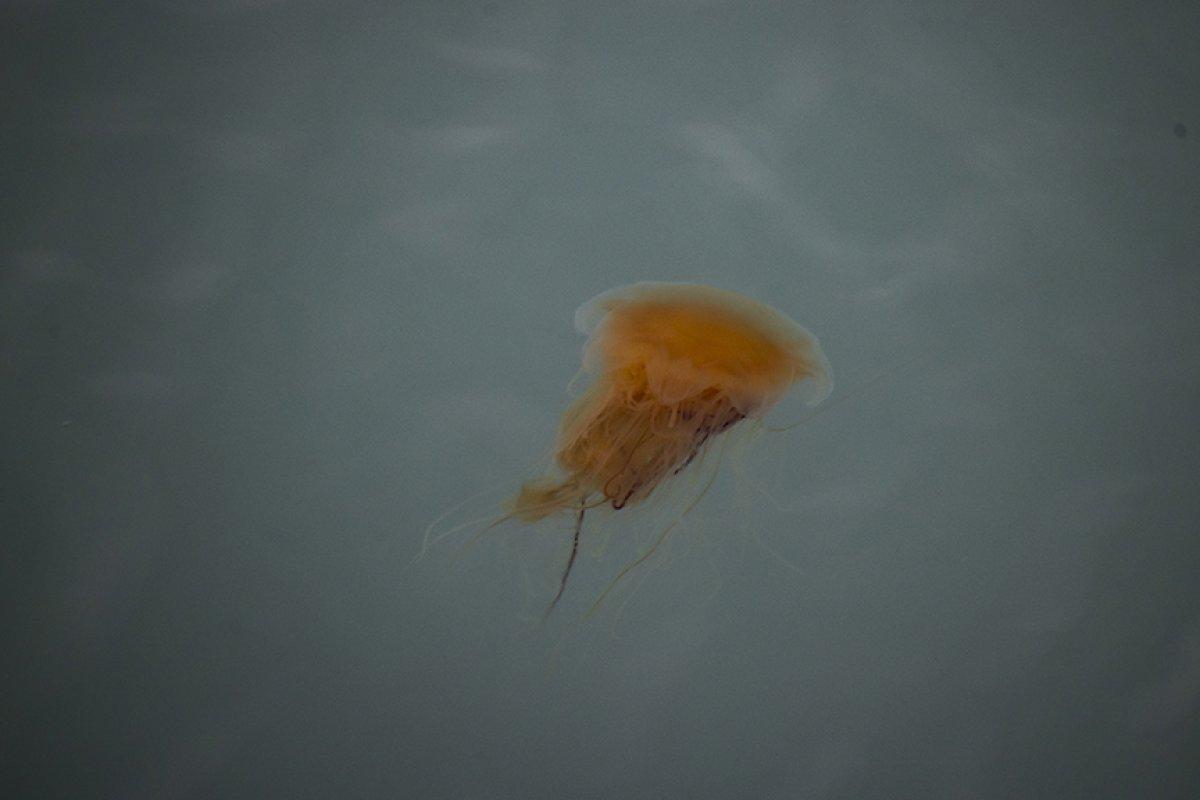 İklim değişikliği kutup canlılarının yaşamını tehdit ediyor