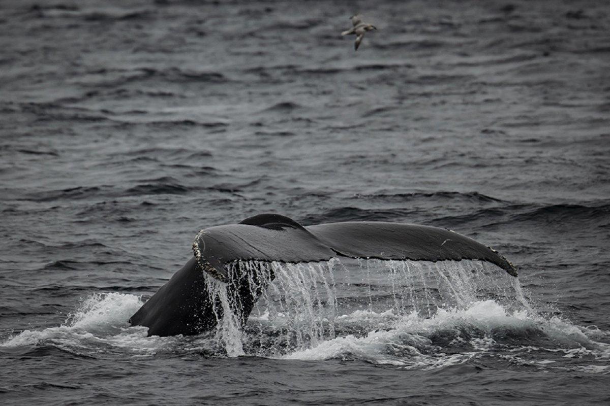 İklim değişikliği kutup canlılarının yaşamını tehdit ediyor