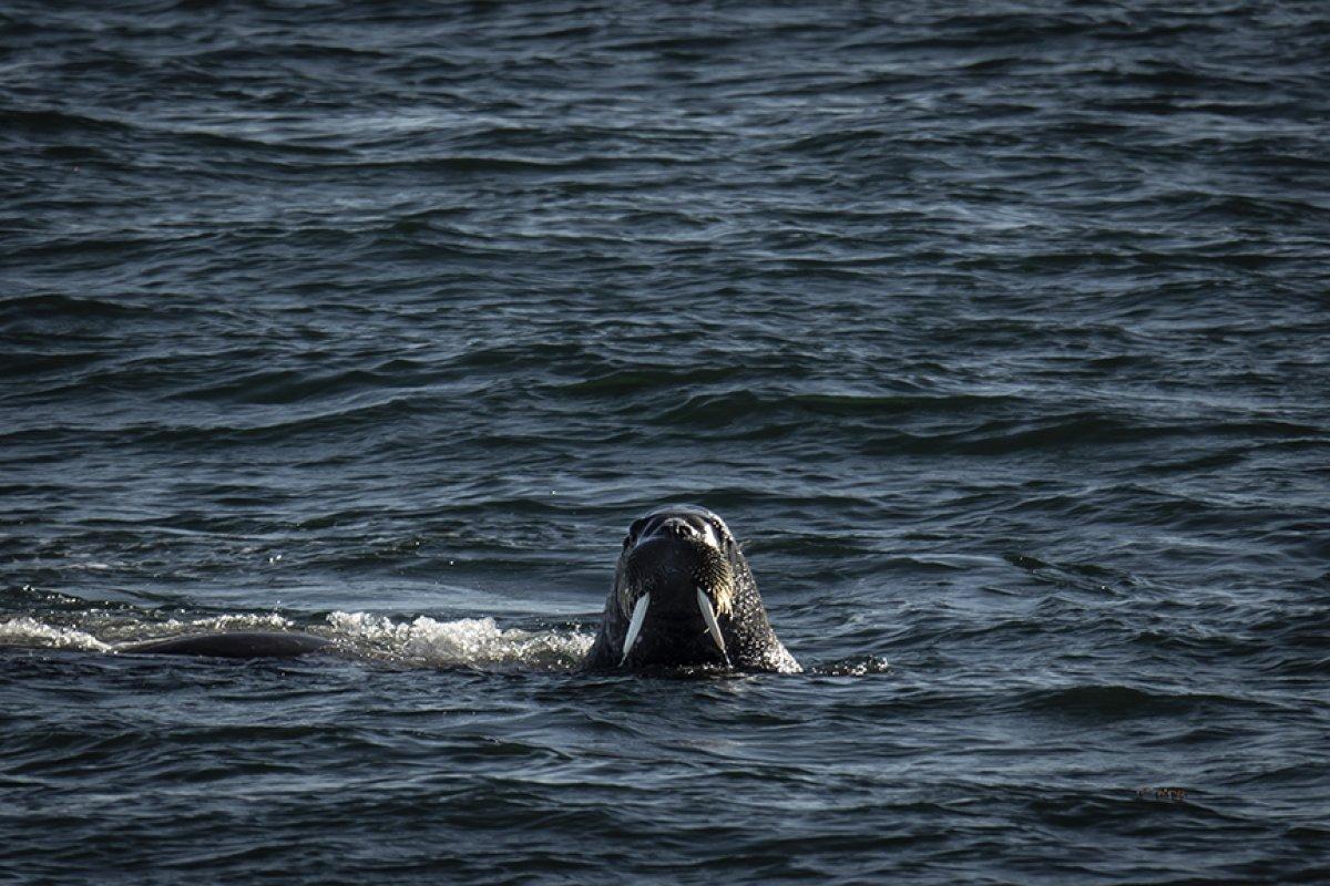 İklim değişikliği kutup canlılarının yaşamını tehdit ediyor