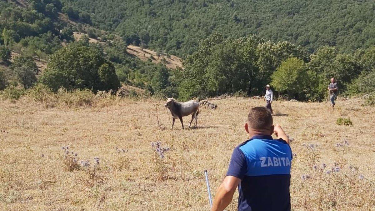 Balıkesir'de Kurban Bayramı'nda kaçan dana yakalandı