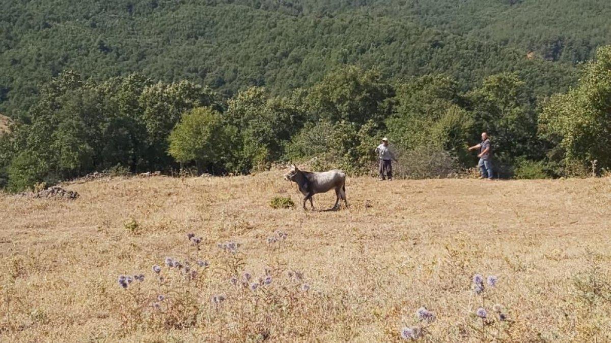 Balıkesir'de Kurban Bayramı'nda kaçan dana yakalandı