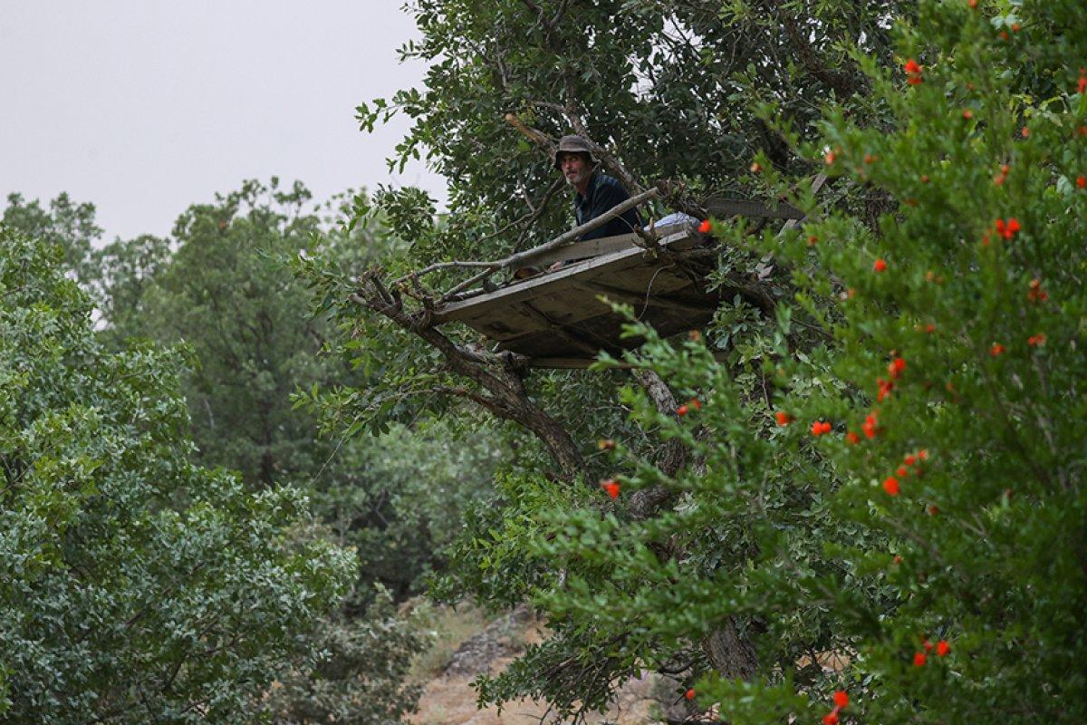 Çukurca'da çiftçilerin ağaç üzerinde yaban domuzu nöbeti