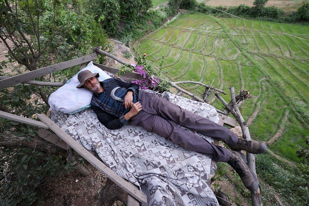Çukurca'da çiftçilerin ağaç üzerinde yaban domuzu nöbeti