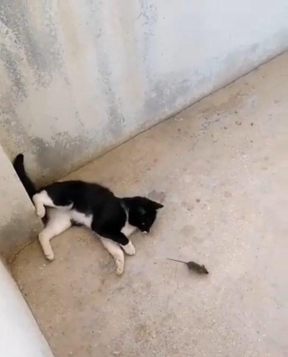 Elazığ’da 'Kedinin fareyle oynadığı gibi oynamak' deyimi gerçek oldu