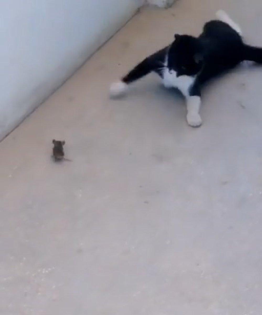 Elazığ’da 'Kedinin fareyle oynadığı gibi oynamak' deyimi gerçek oldu