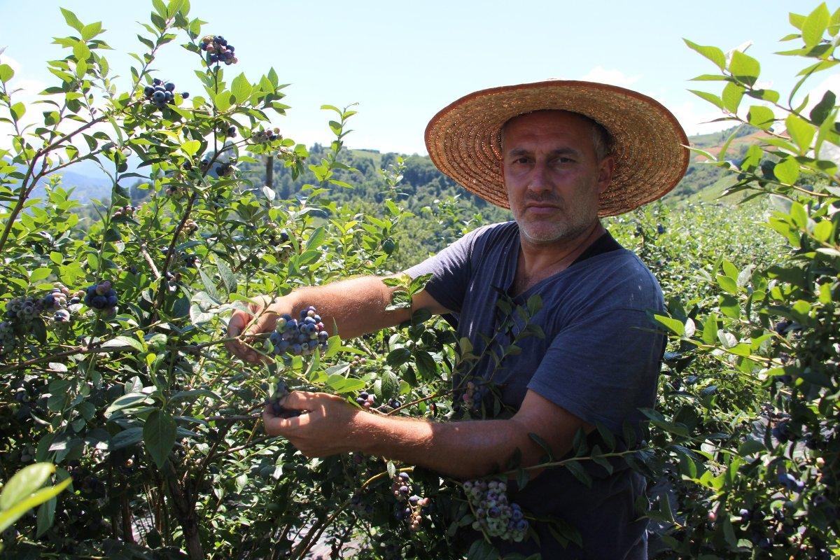 Trabzon'da çay bahçesinde mavi yemiş yetiştirip 300 bin TL kazanıyor