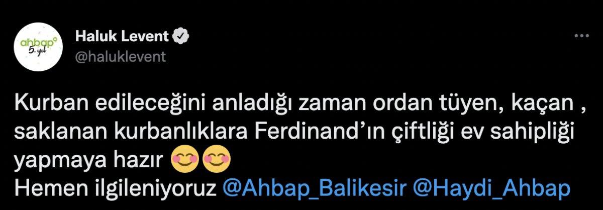 Balıkesir'deki kaçak danaya Haluk Levent sahip çıktı