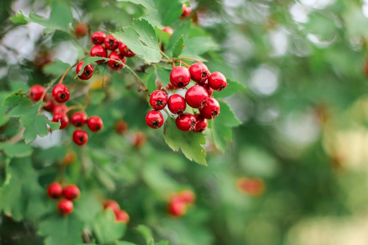 Kalp dostu alıç meyvesinin faydaları nelerdir?