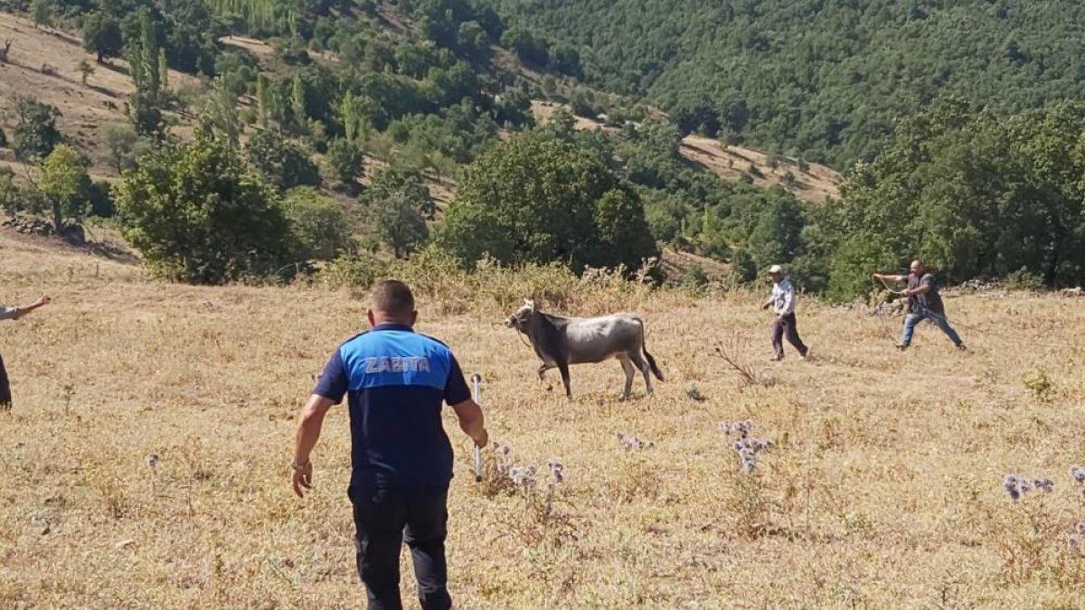 Balıkesir'deki kaçak danaya Haluk Levent sahip çıktı