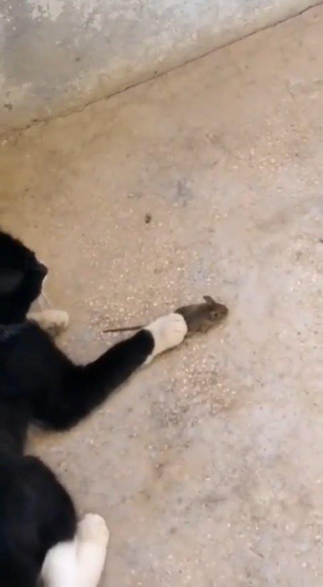 Elazığ’da 'Kedinin fareyle oynadığı gibi oynamak' deyimi gerçek oldu
