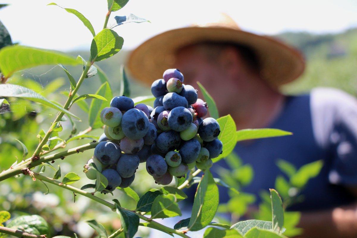 Trabzon'da çay bahçesinde mavi yemiş yetiştirip 300 bin TL kazanıyor