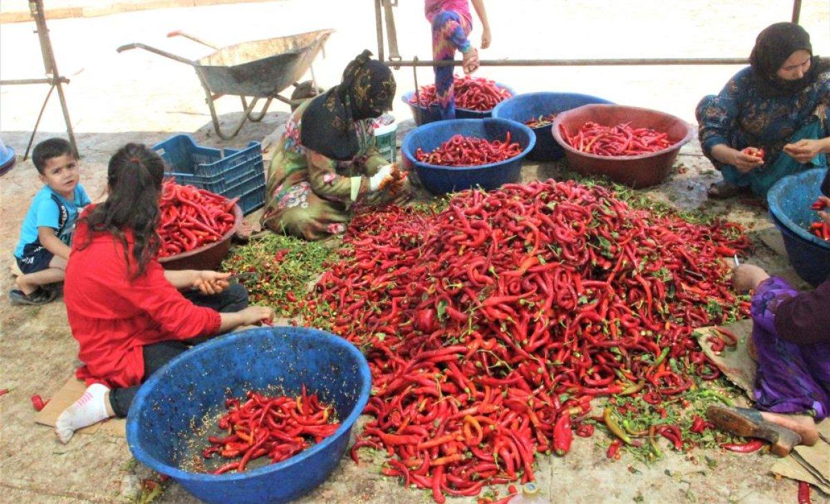 Şanlıurfa’da acı mesaisi başladı
