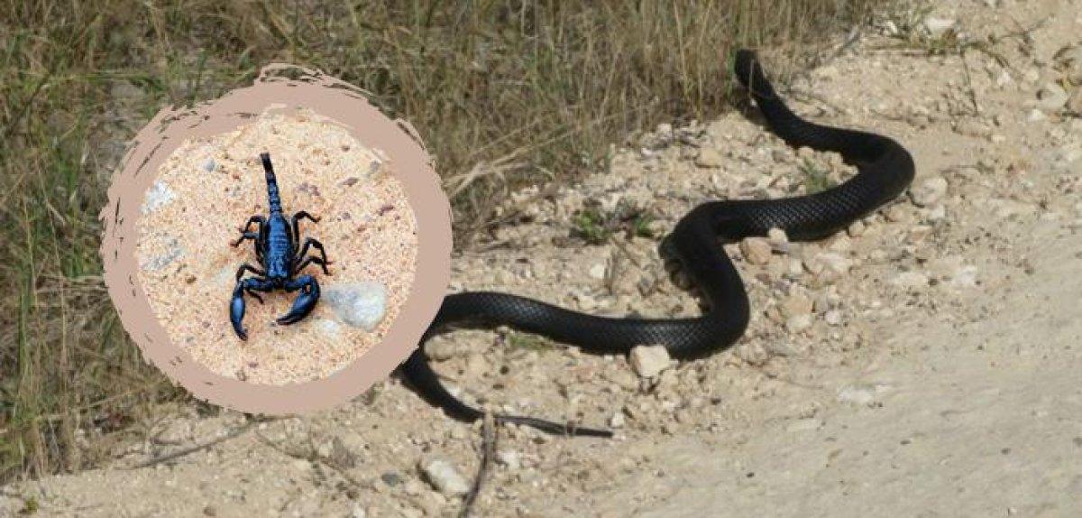 Zararlı hayvanlardan korunmak için okunacak Dualar