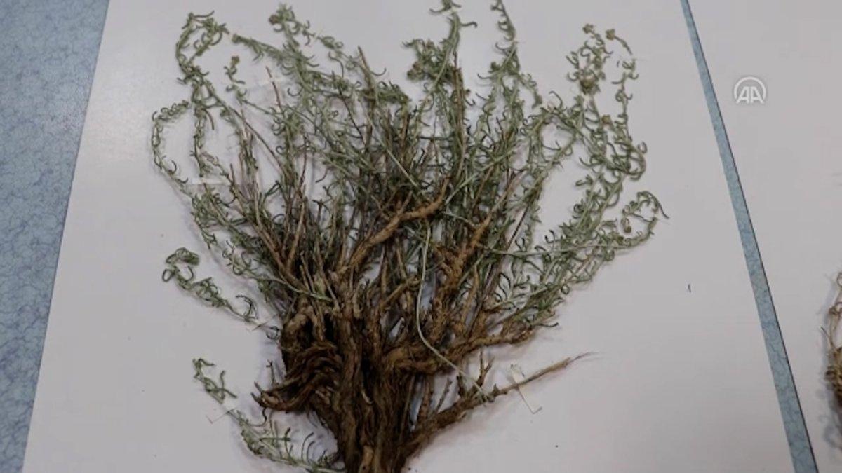 Denizli'de yeni bitki türü keşfetti, eşinin adını verdi