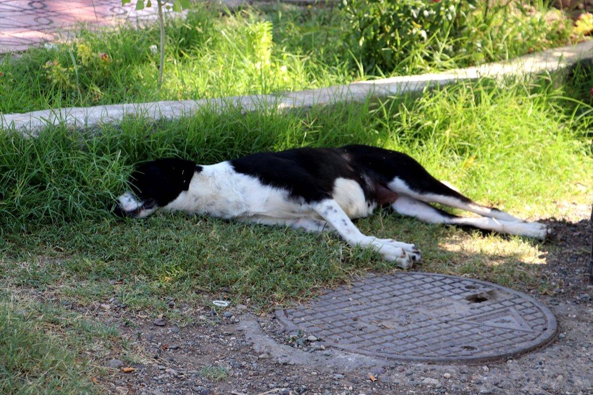 Cizre'de sıcaklık 47,4 derece ölçüldü