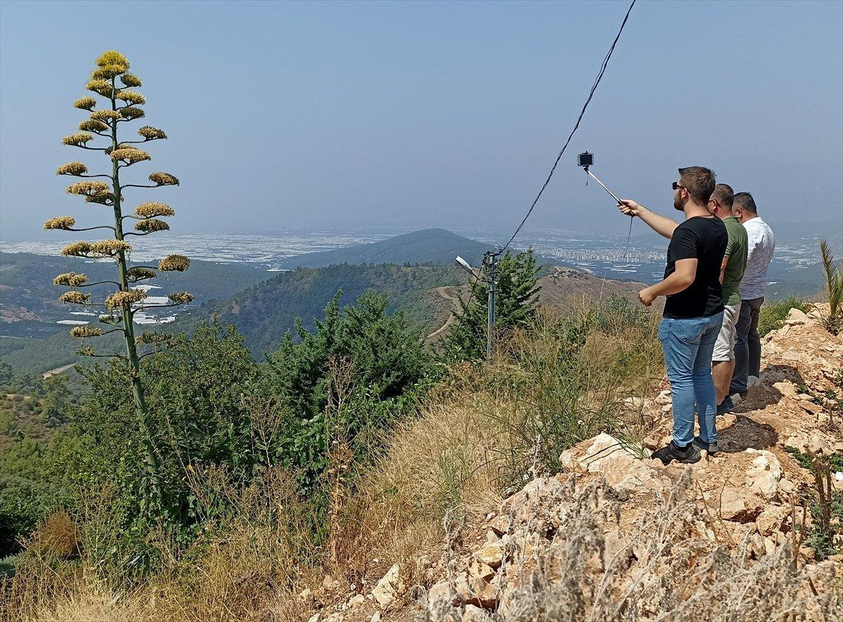 Sabır otu