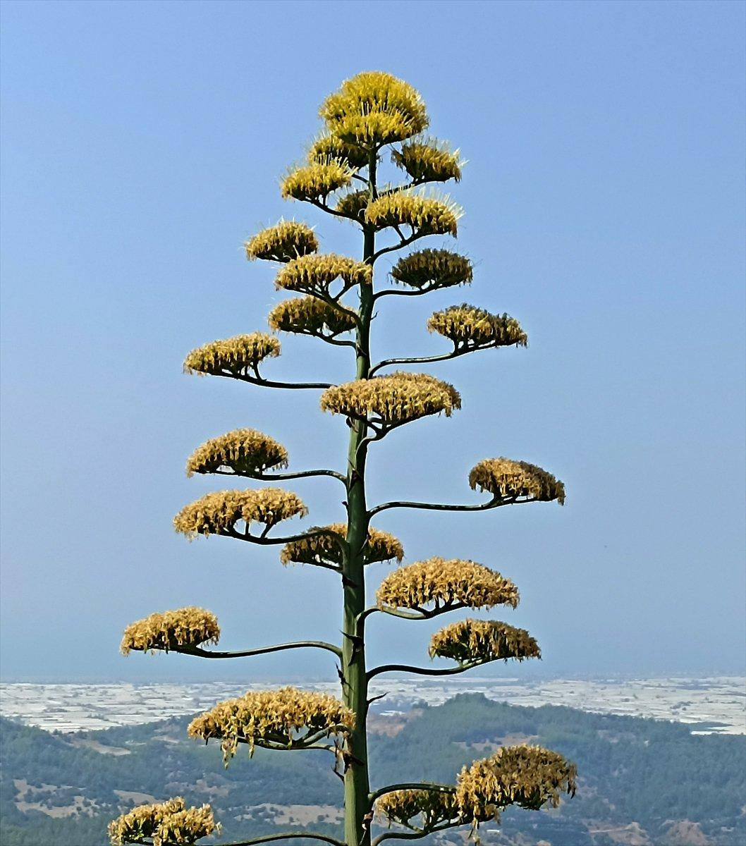 Sabır otu