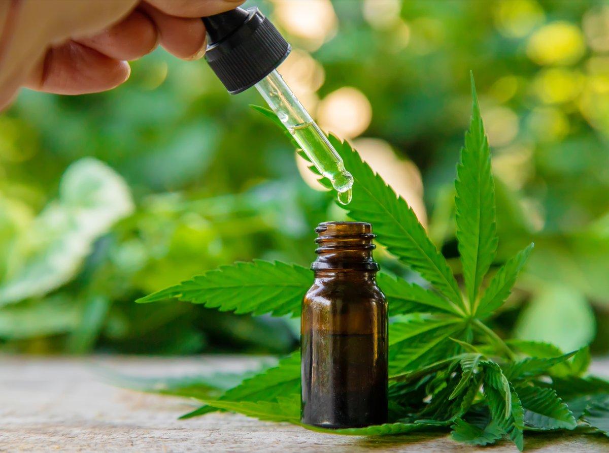 Rize'de kenevir fabrikası hazırlığı