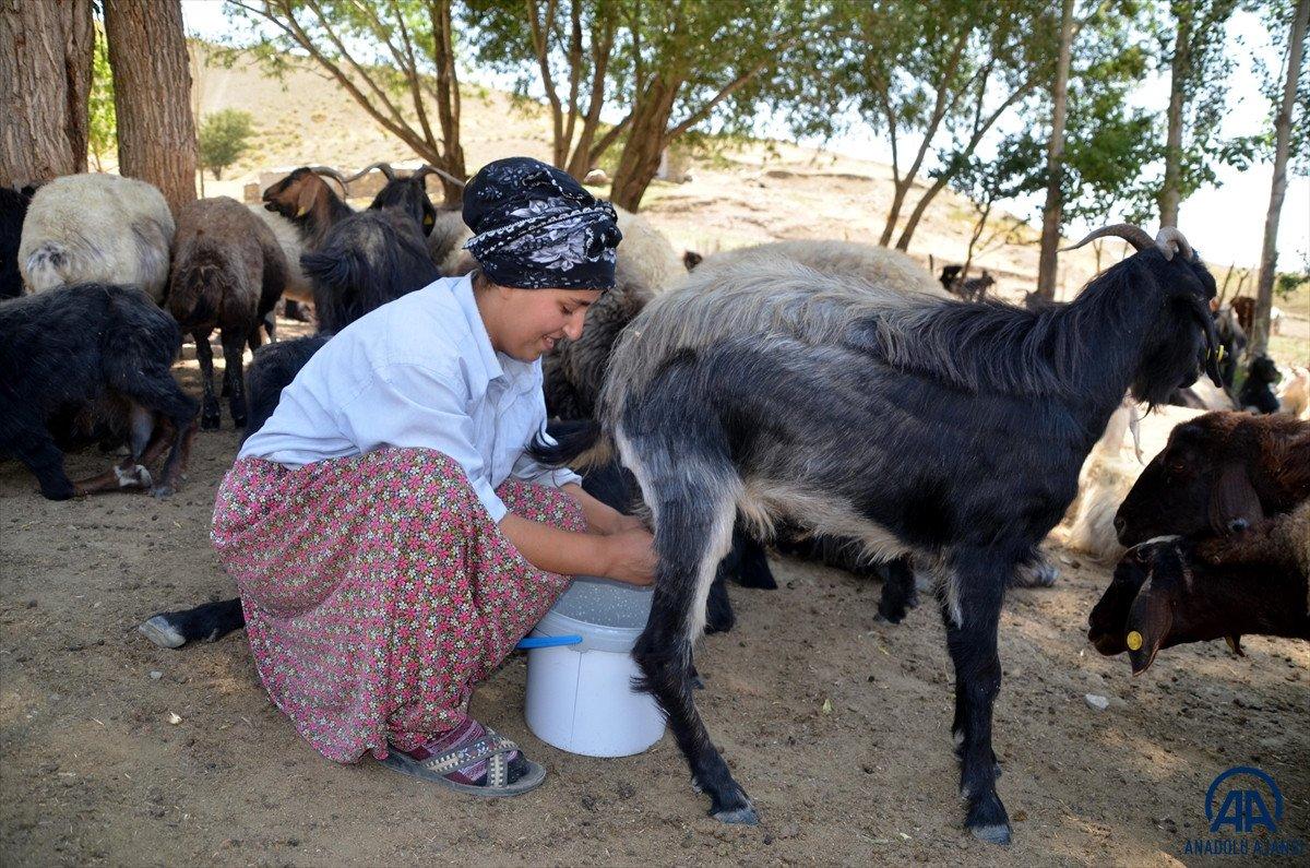 Muş'ta yaylaya çıkan kadınların zorlu mesaisi sürüyor