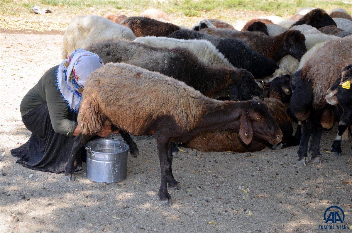 Muş'ta yaylaya çıkan kadınların zorlu mesaisi sürüyor