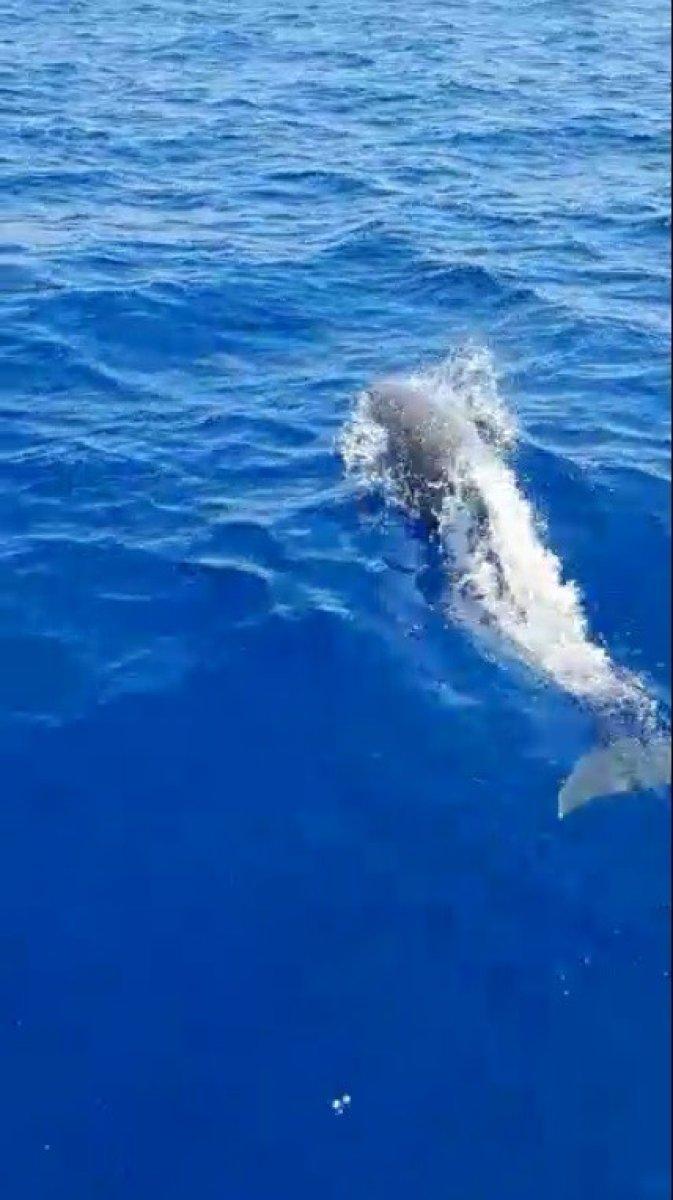 Muğla'da yunuslar tekneye eşlik etti