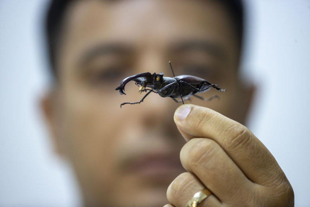 Antalya'daki böcek müzesinde 530 böcek tür sergileniyor