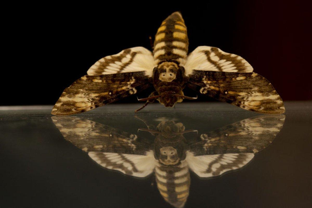 Antalya'daki böcek müzesinde 530 böcek tür sergileniyor