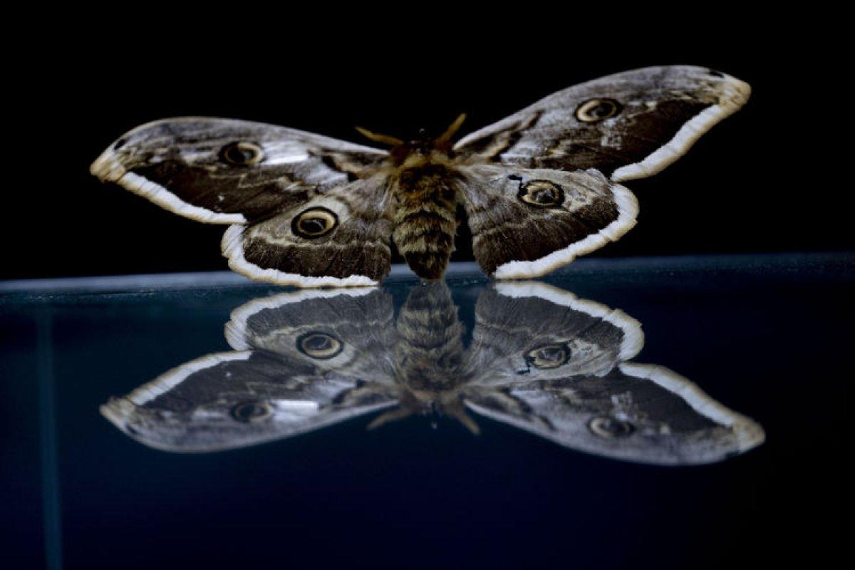Antalya'daki böcek müzesinde 530 böcek tür sergileniyor