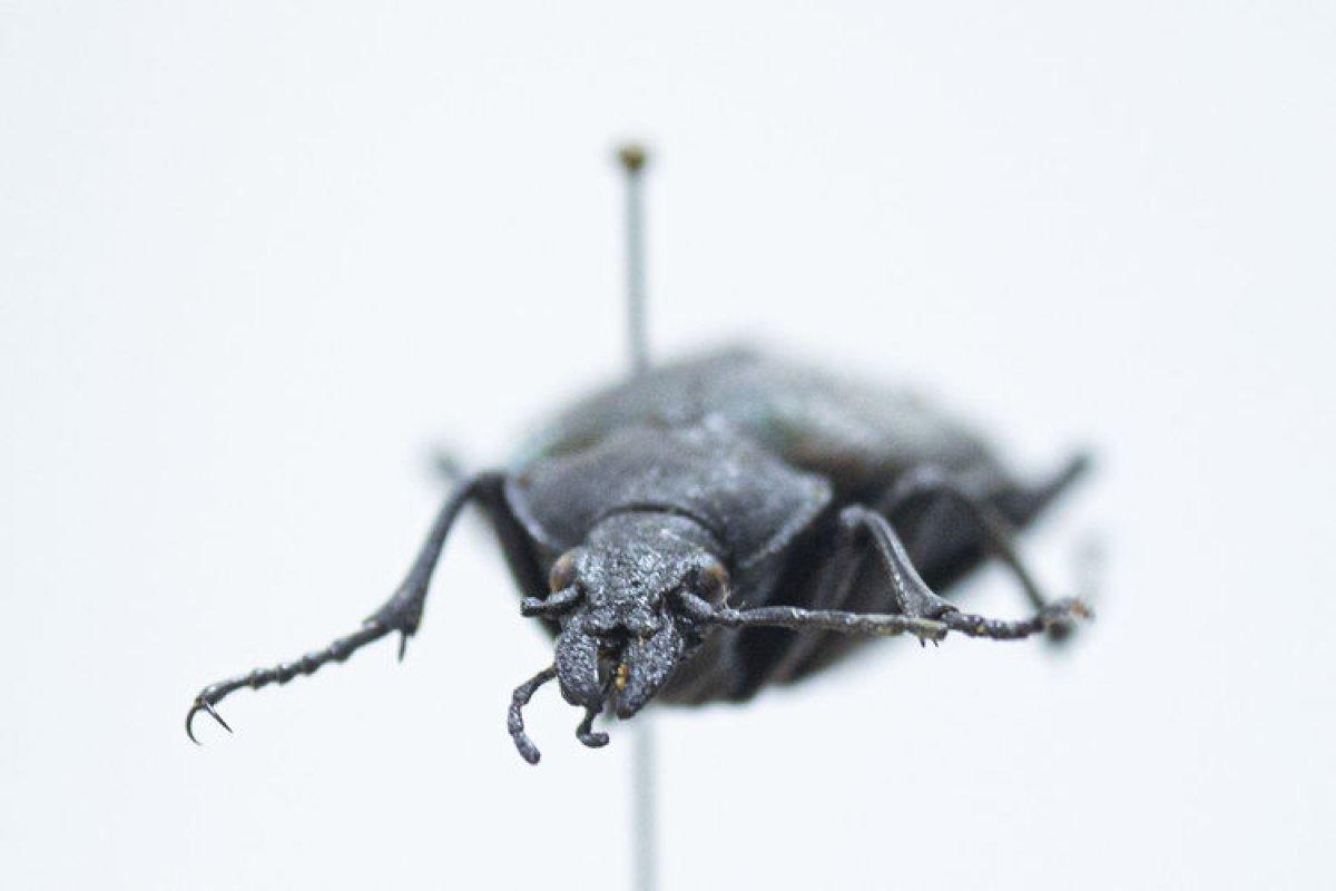 Antalya'daki böcek müzesinde 530 böcek tür sergileniyor