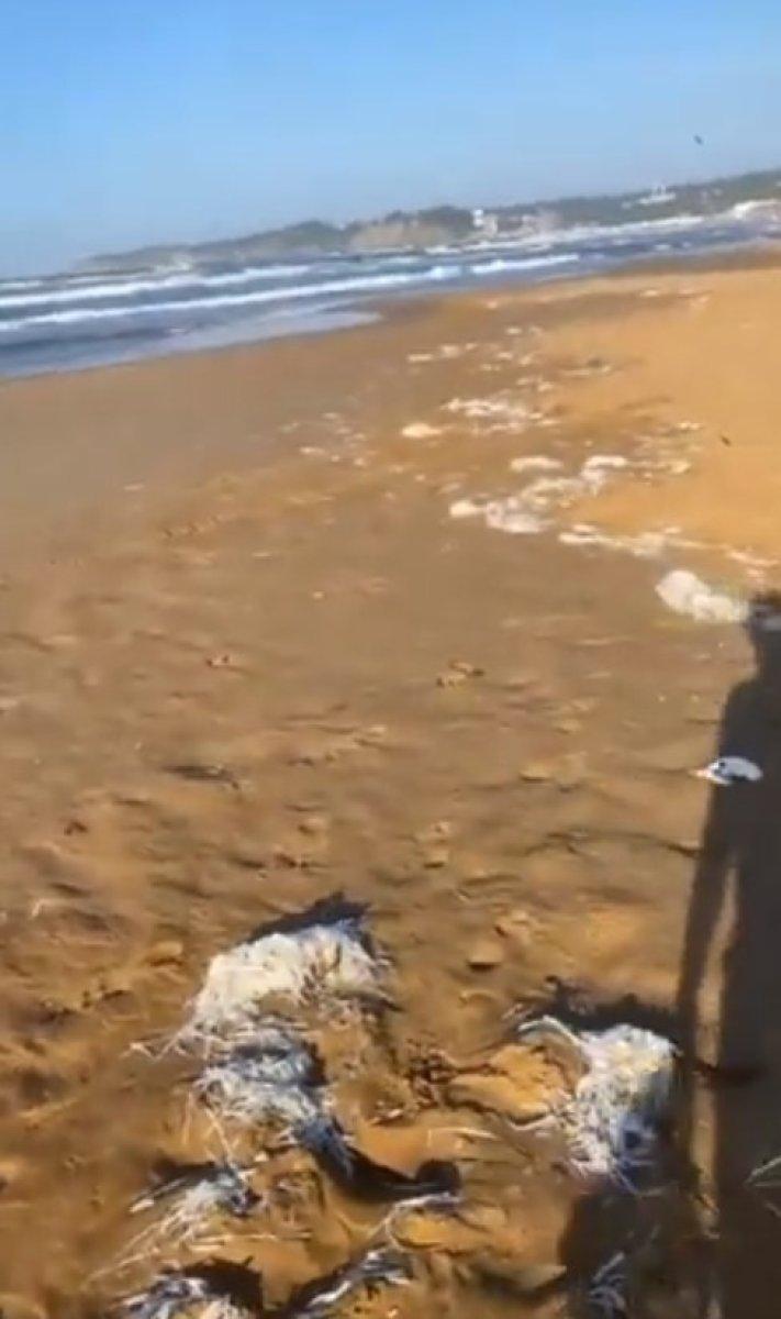 Yasemin Kay Allen'den plastik atık tepkisi