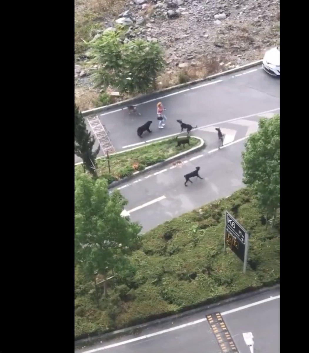 Sarıyer’de genç kadın köpeklerin saldırısından ucuz kurtuldu