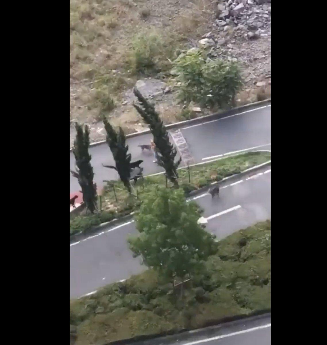 Sarıyer’de genç kadın köpeklerin saldırısından ucuz kurtuldu