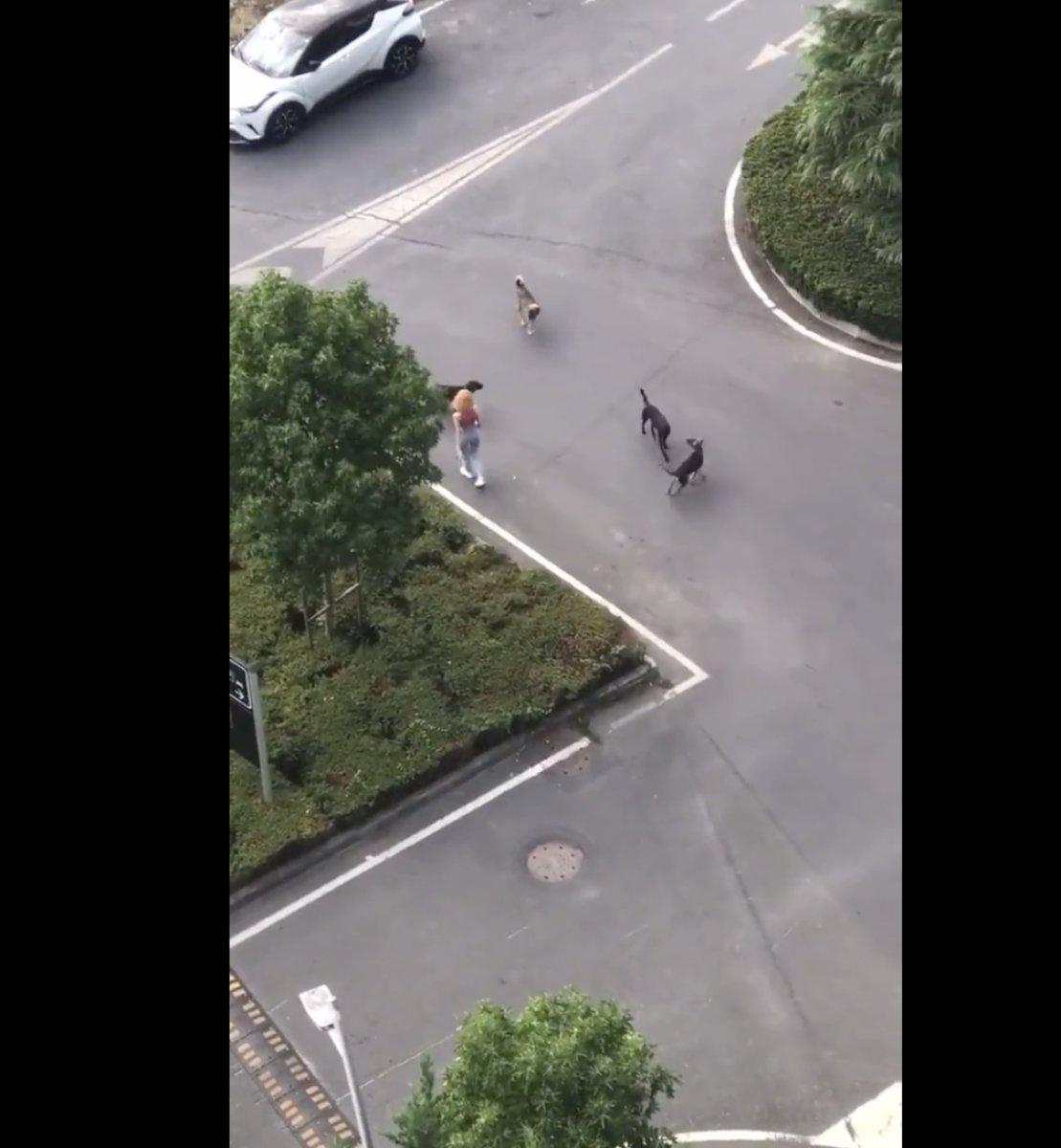 Sarıyer’de genç kadın köpeklerin saldırısından ucuz kurtuldu