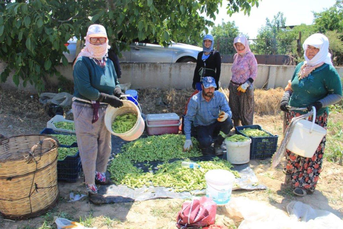 Aydın'da tarlada çalışan kadınlar: Masa başında oturan kadınlar bu zorluğu anlayamazlar