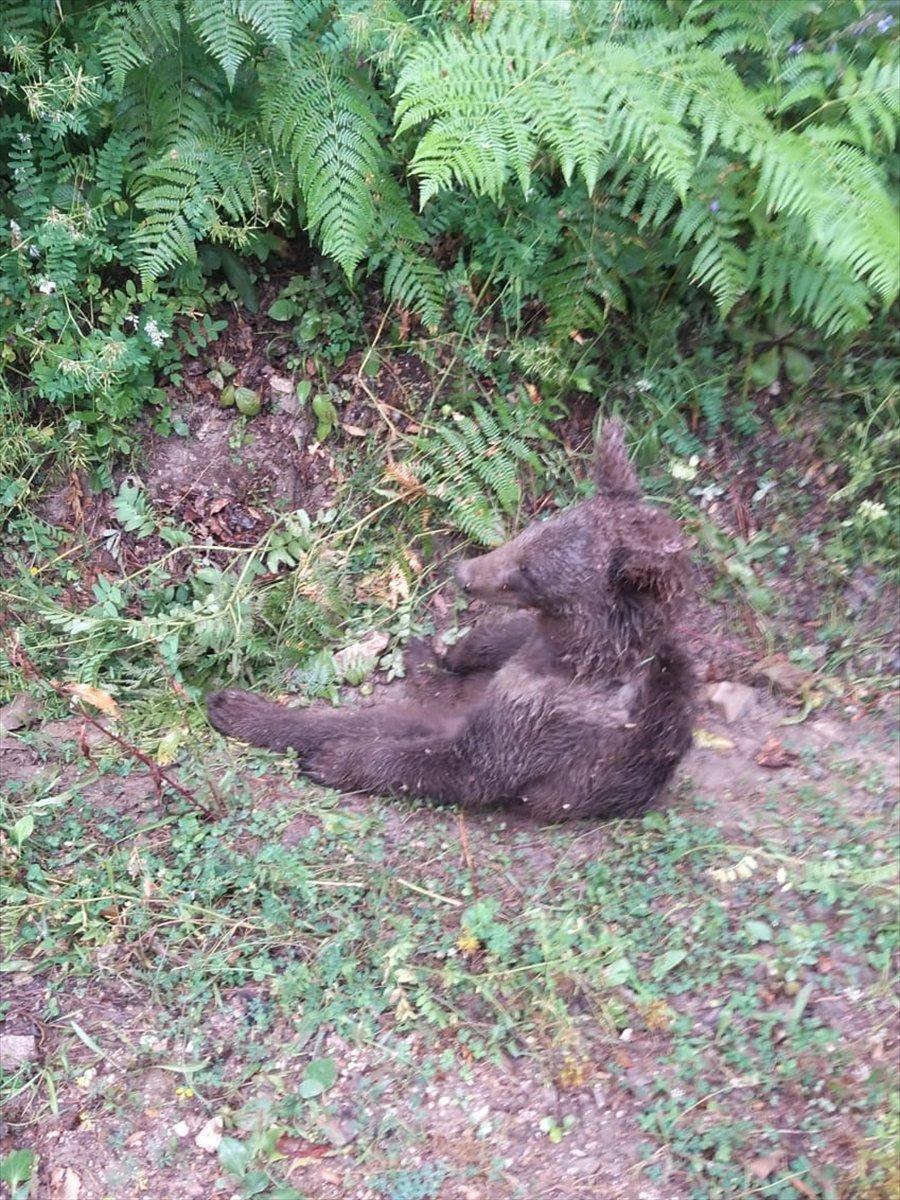Düzce’de baygın bulunan ayının durumu iyi