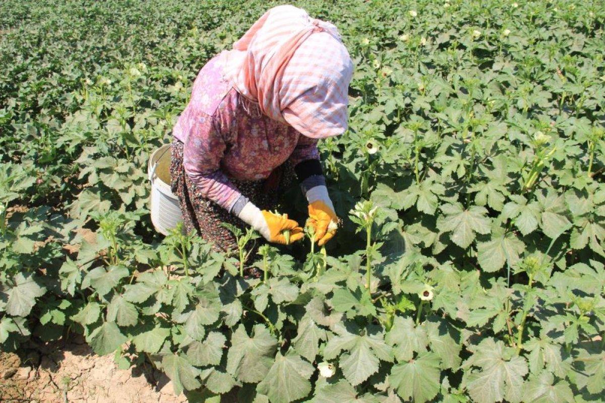 Aydın'da tarlada çalışan kadınlar: Masa başında oturan kadınlar bu zorluğu anlayamazlar