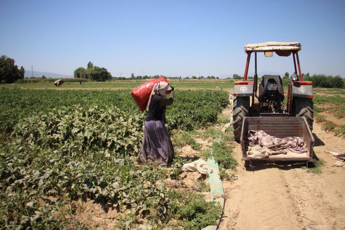Aydın'da tarlada çalışan kadınlar: Masa başında oturan kadınlar bu zorluğu anlayamazlar