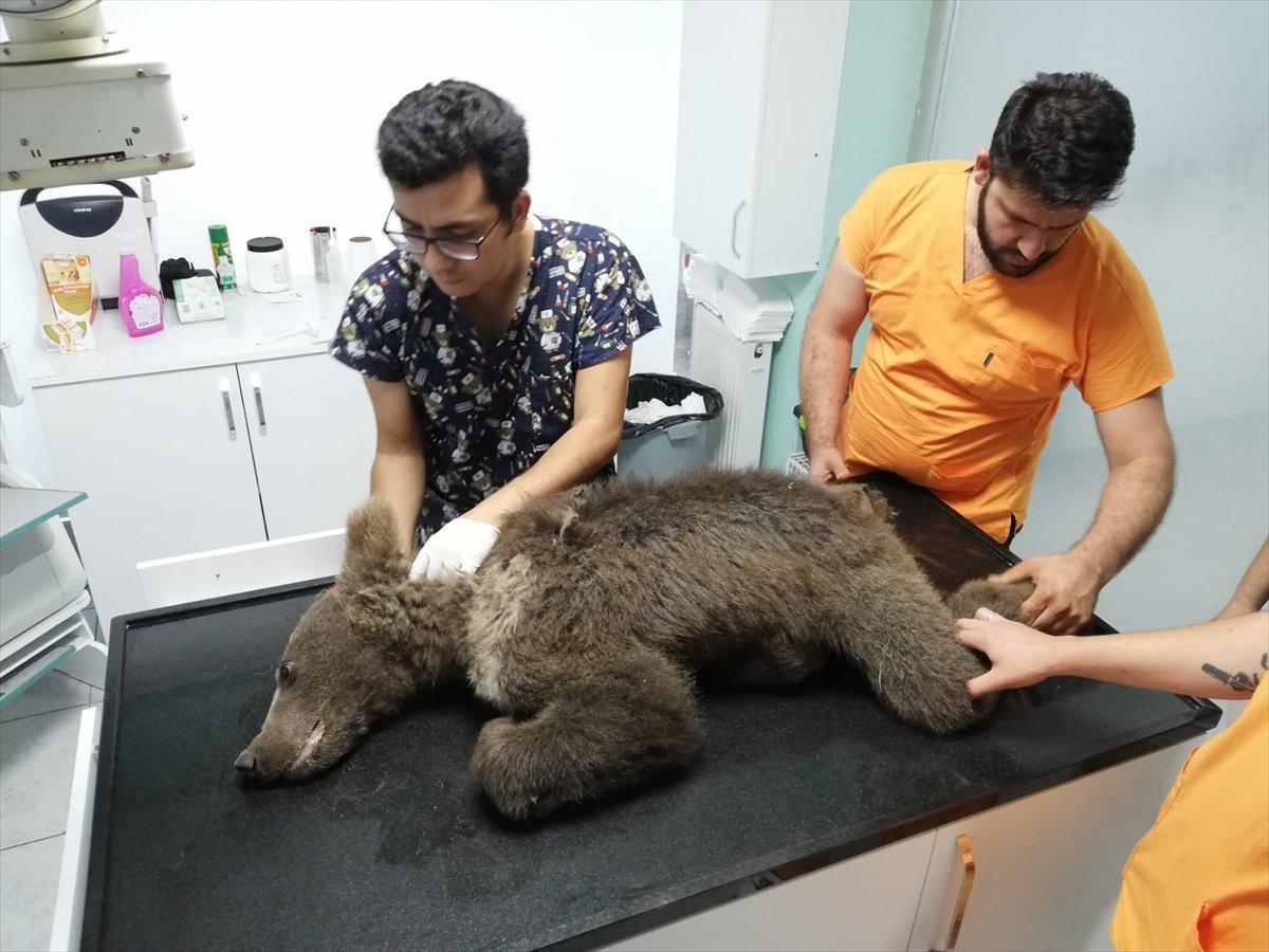 Düzce’de baygın bulunan ayının durumu iyi