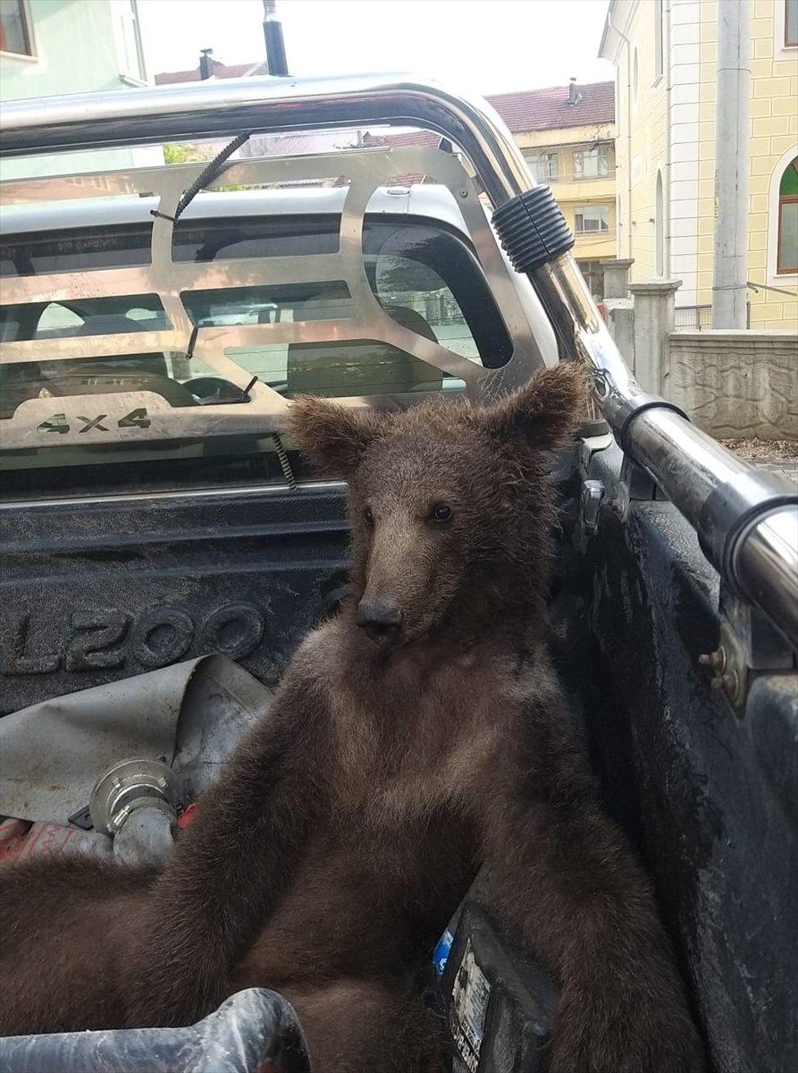 Düzce’de baygın bulunan ayının durumu iyi
