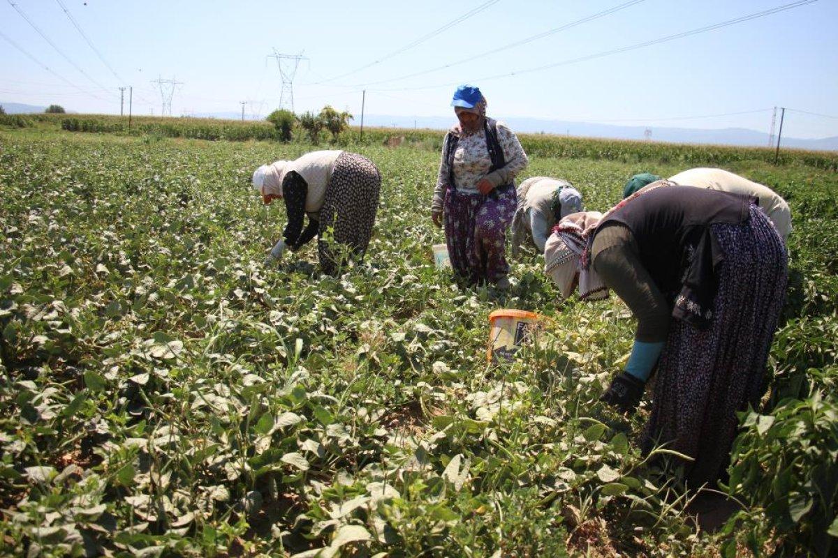Aydın'da tarlada çalışan kadınlar: Masa başında oturan kadınlar bu zorluğu anlayamazlar