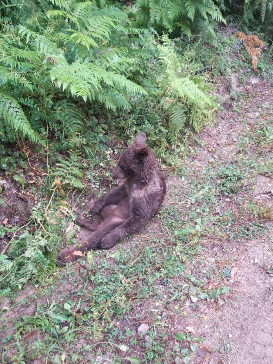 Düzce'de bal yiyerek komaya giren ayının son durumu