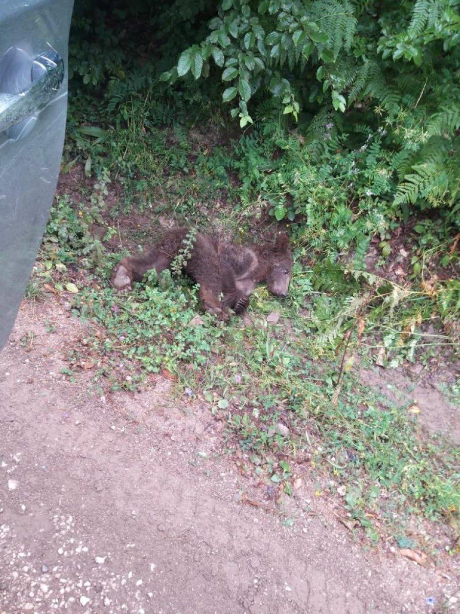 Düzce'de bal yiyerek komaya giren ayının son durumu