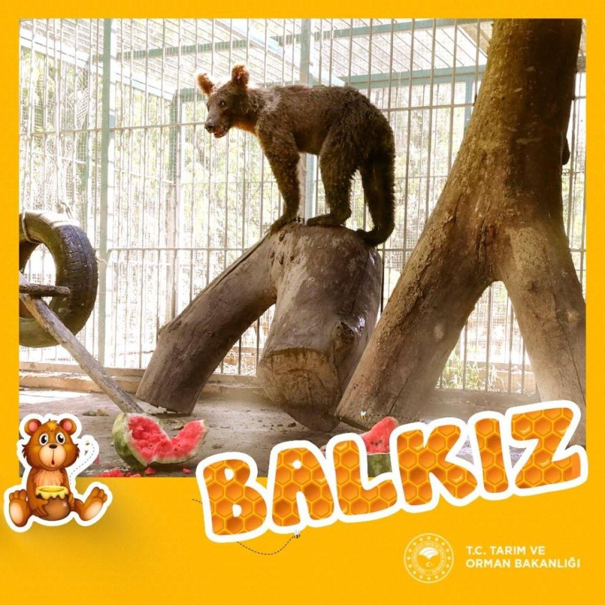 Düzce'de bal yiyerek komaya giren ayının son durumu