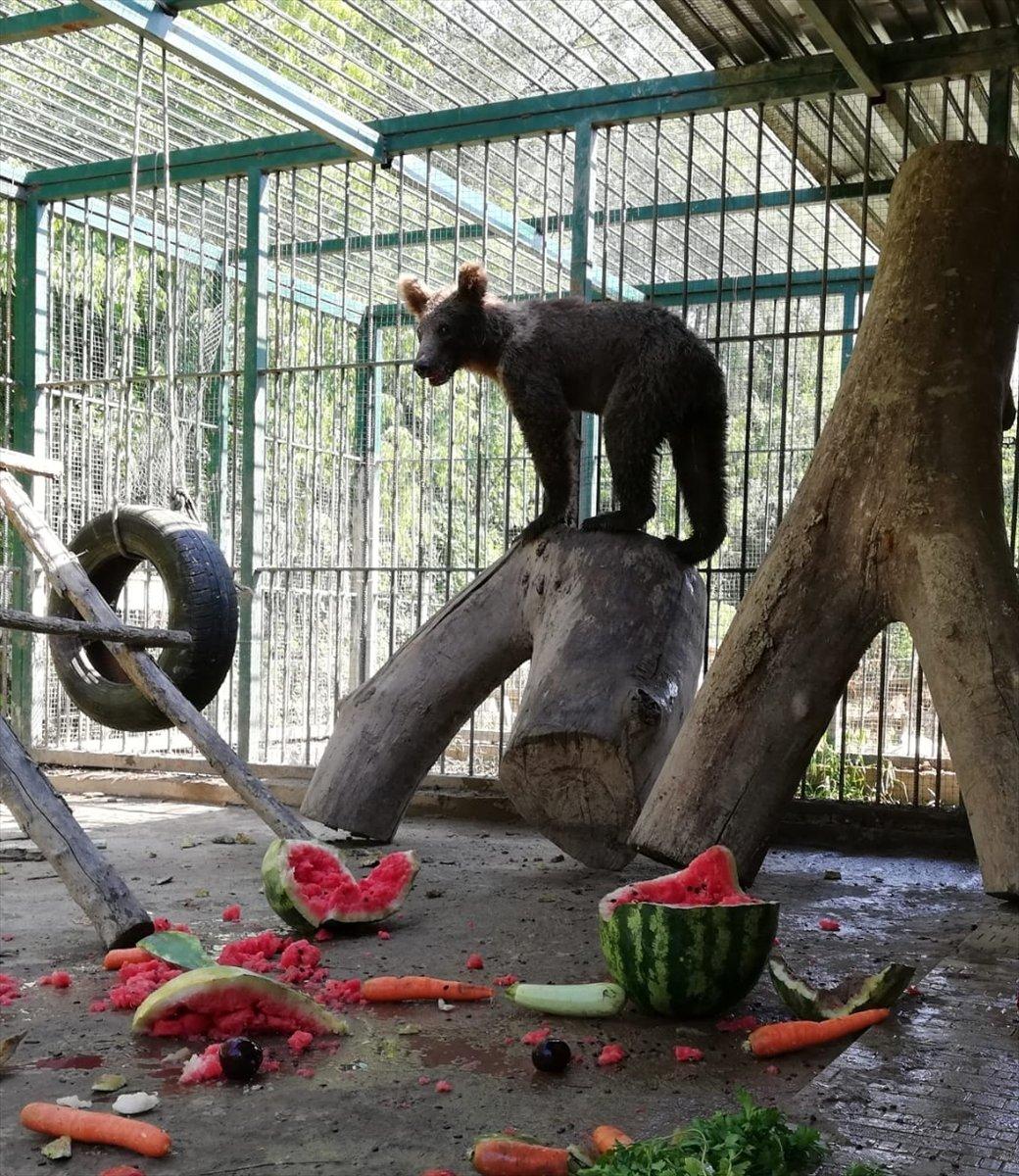 Düzce'de bal yiyerek komaya giren ayının son durumu
