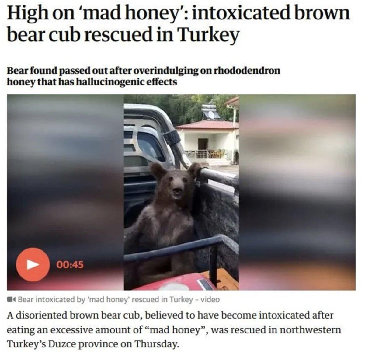 Düzce'de bal komasına giren ayı dünya basınında