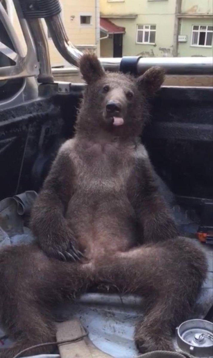 Düzce'de bal yiyerek komaya giren ayının son durumu