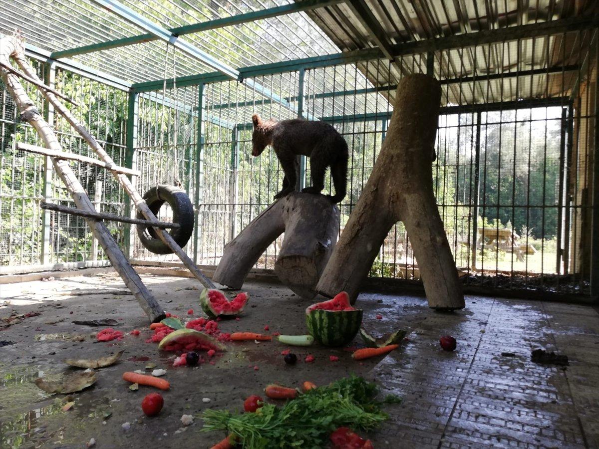 Düzce'de bal yiyerek komaya giren ayının son durumu
