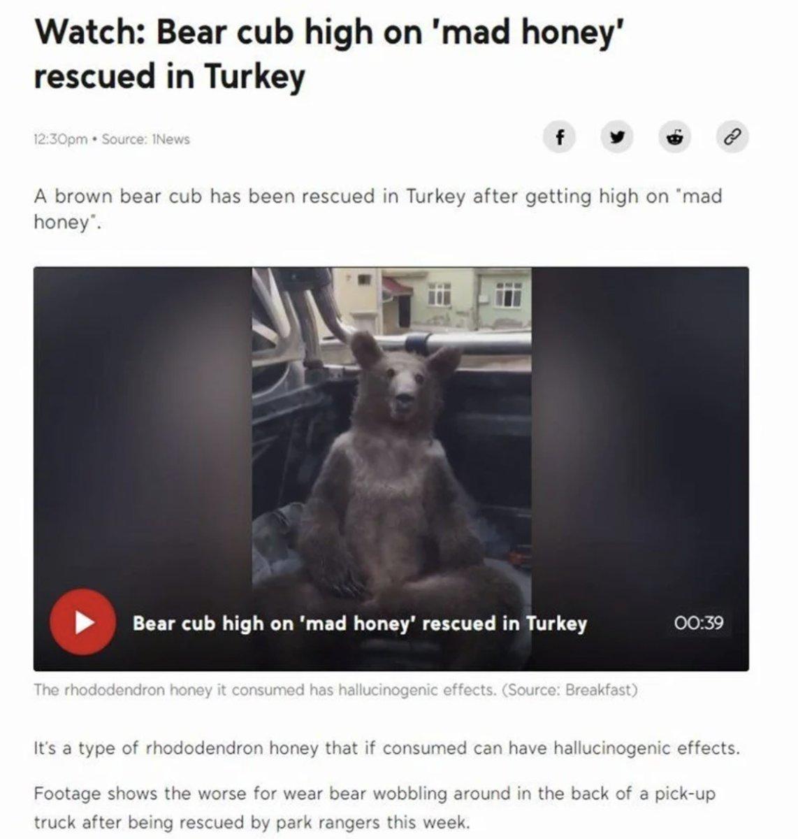 Düzce'de bal komasına giren ayı dünya basınında